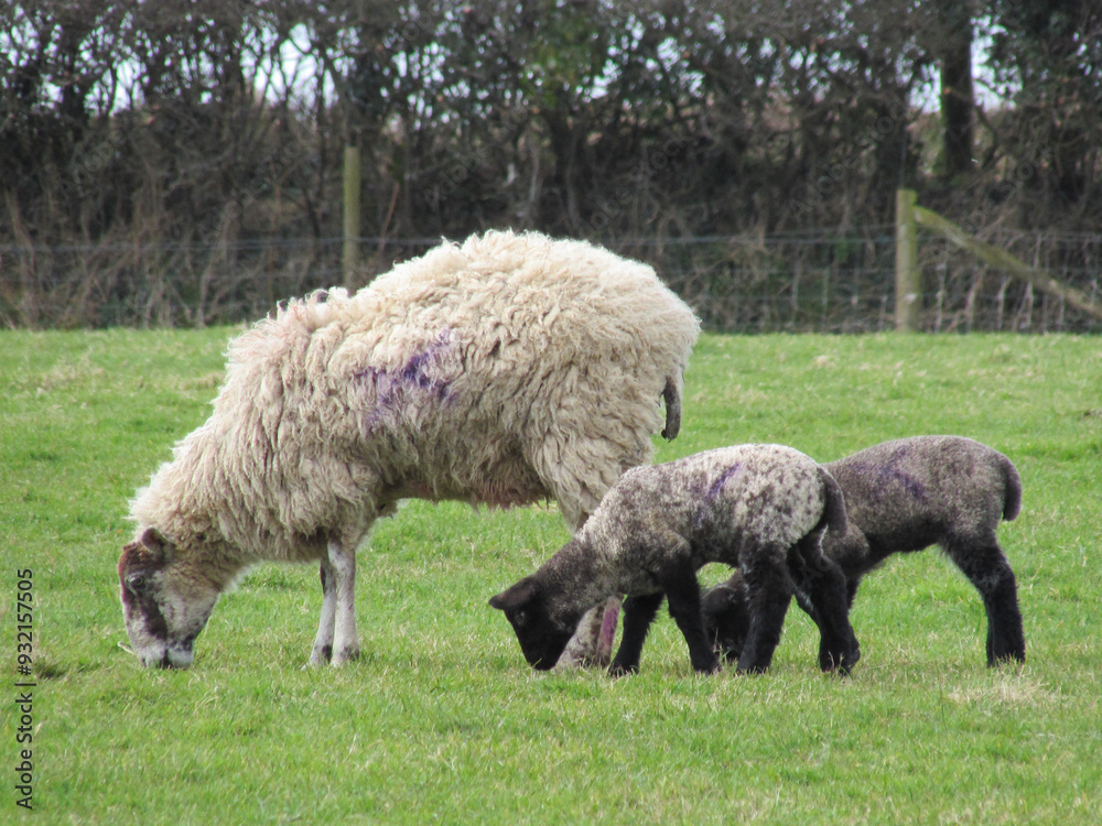 Domestic sheep with newborn lambs suckling milk from the mother on grass field, english countryside. Domestic sheep with newborn lambs suckling milk from the mother on grass field, english countryside.