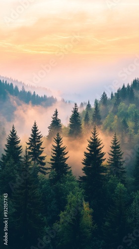 Sunrise over misty pine forest with mountains