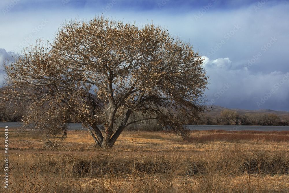 Winter tree with brittle leaves highlights New Mexico landscape on North Loop of Bosque del Apache National Wildlife Refuge