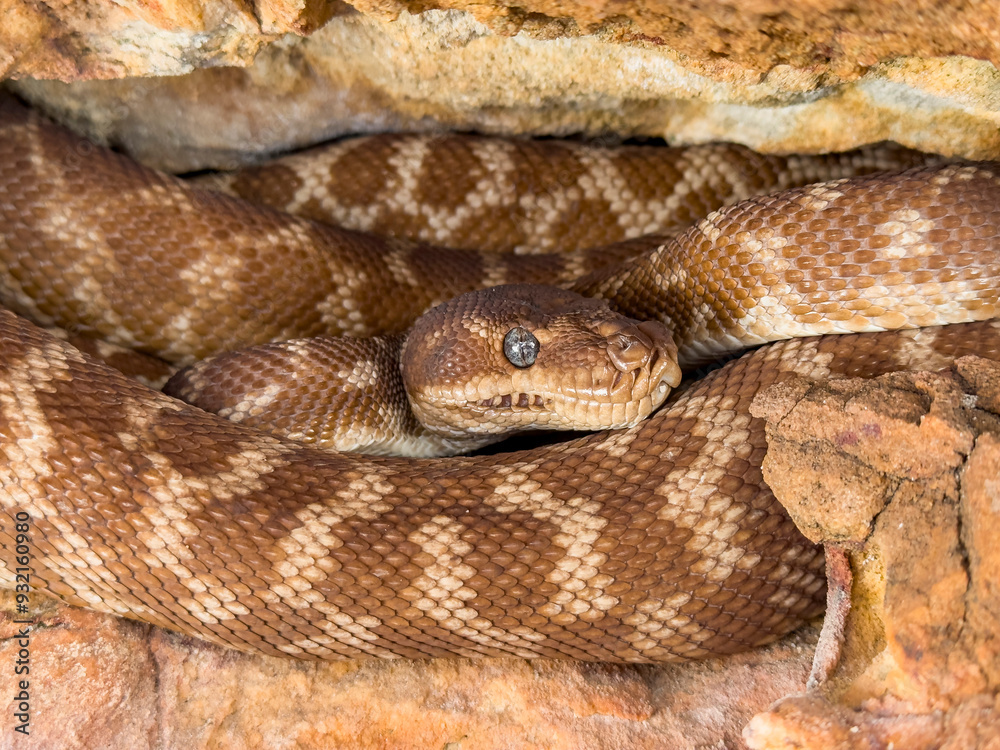 An adult rough-scaled python (Morelia carinata), found in a sandstone crevice on Bigge Island, Kimberley, Western Australia, Australia, Pacific An adult rough-scaled python (Morelia carinata), found in a sandstone crevice on Bigge Island, Kimberley, Western Australia, Australia, Pacific
