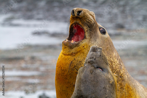 Southern elephant seals (Mirounga leonina), hauled out for their annual catastrophic molt (moult) on the beach at Snow Island, Antarctica, Polar Regions photo