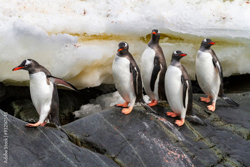 Adult gentoo penguins (Pygoscelis papua), returning and coming from the sea at Booth Island, Antarctica, Southern Ocean, Polar Regions photo