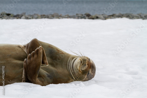 Weddell Seal (Leptonychotes weddellii), hauled out on ice at Half Moon Island, Antarctica, Southern Ocean, Polar Regions photo