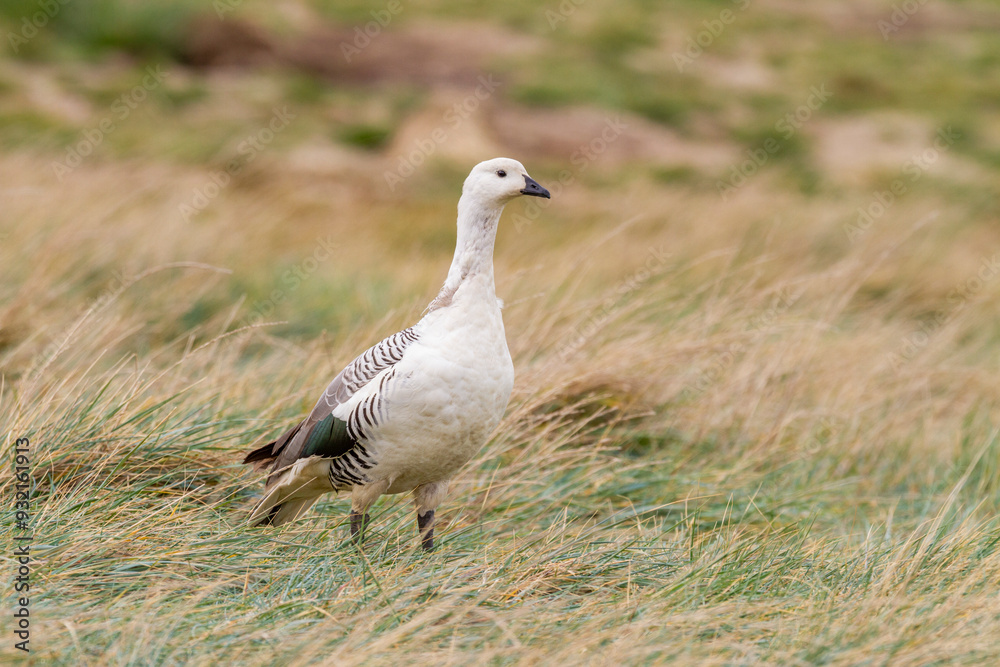 Adult male Magellan goose (upland goose) (Chloephaga picta), on New Island in the Falkland Islands, South Atlantic Ocean Adult male Magellan goose (upland goose) (Chloephaga picta), on New Island in the Falkland Islands, South Atlantic Ocean