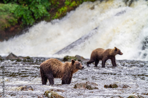 Adult brown bear pair (Ursus arctos) fishing for pink salmon at Pavlof Harbor on Chichagof Island, Southeast Alaska, United States of America photo