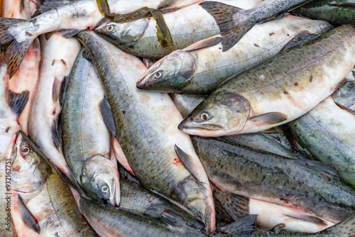 Close-up of fish catch in the fishing town of Petersburg on Mitkof Island, Southeast Alaska, Pacific Ocean, United States of America