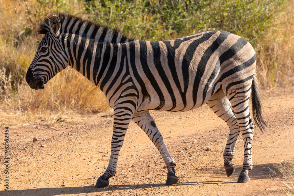 Zebra, Pilanesberg National Park, North West Province, South Africa, Africa