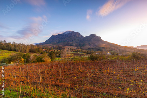 Alluvia Vineyard at sunrise, Stellenbosch, Western Cape Province, South Africa, Africa photo