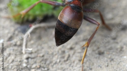 The wasp gets angry, kicks back, gets distracted while eating the caterpillar