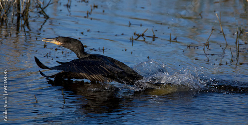 Photography Cormorant taking off swiftly in blue waters