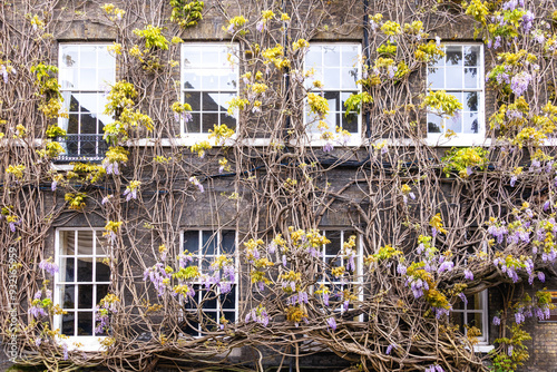 The oldest wisteria in England, planted in 1816, on Griffin Brewery, Chiswick, London, England, United Kingdom photo