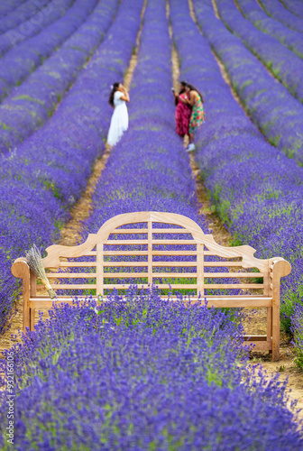 Lavender fields in Shoreham, Kent, England, United Kingdom photo