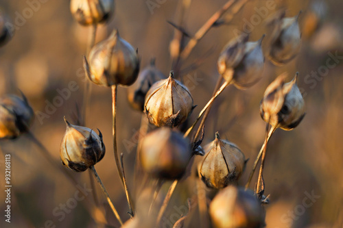 Close-up of the capsules containing seeds in a mature flax field, Eure-et-Loir department, Centre-Val de Loire region, France photo