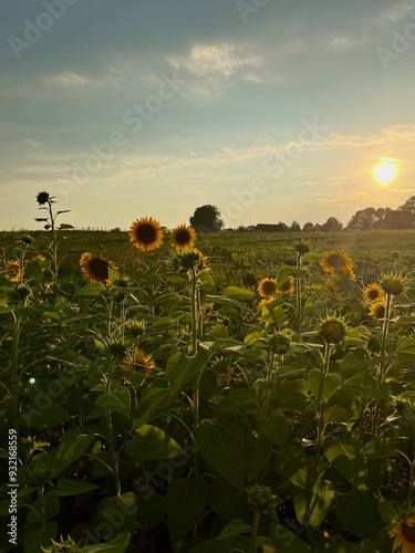 A picturesque field of sunflowers at sunset, with golden light illuminating the flowers and rural landscape. A perfect symbol of summer serenity and natural beauty.