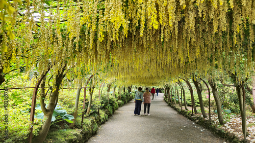 Laburnum Grove, Bodnant Gardens, Conwy, Wales, United Kingdom