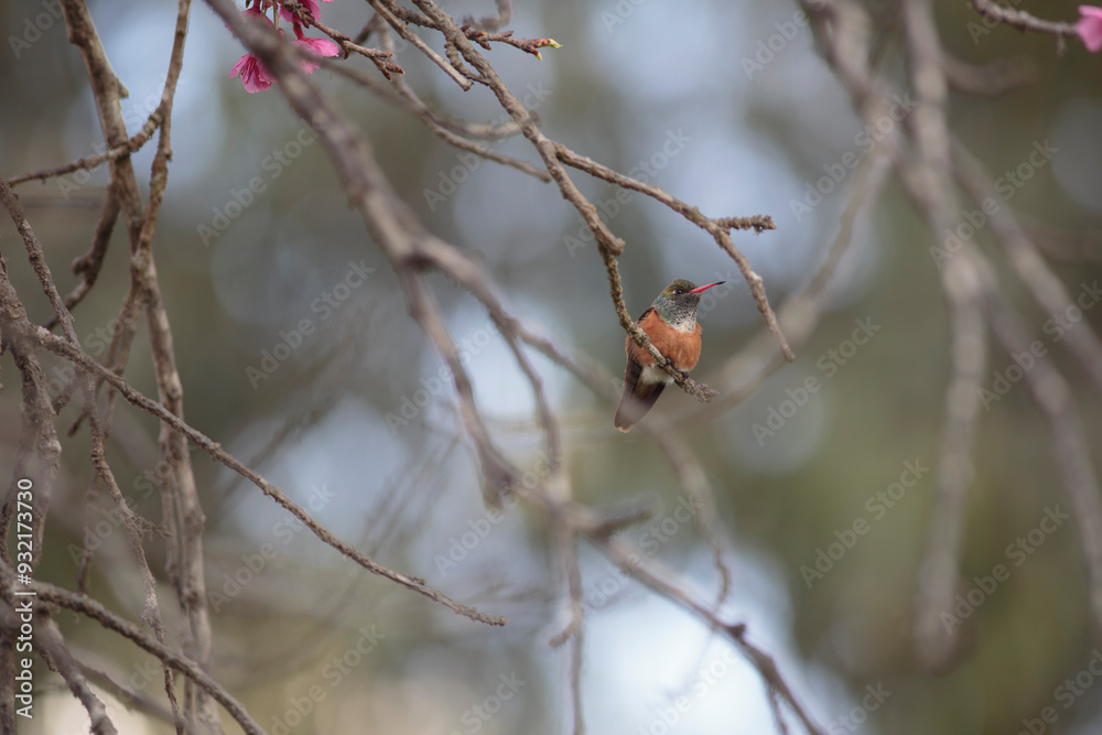 Hummingbird perched on branch among flowers