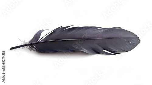 Black feather of a raven on a white background, isola