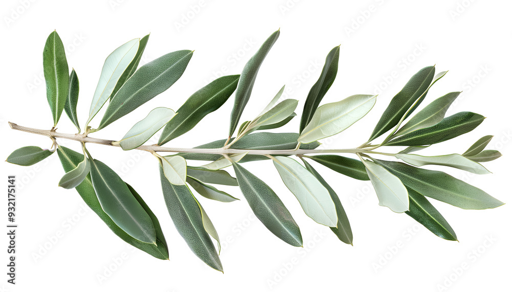Obraz premium Olive tree branch with green leaves isolated on white background with clipping path