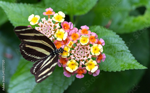 Butterfly photo
