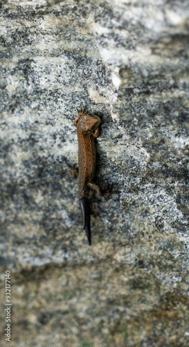 Brown Lizard Camouflaged on Rock Surface