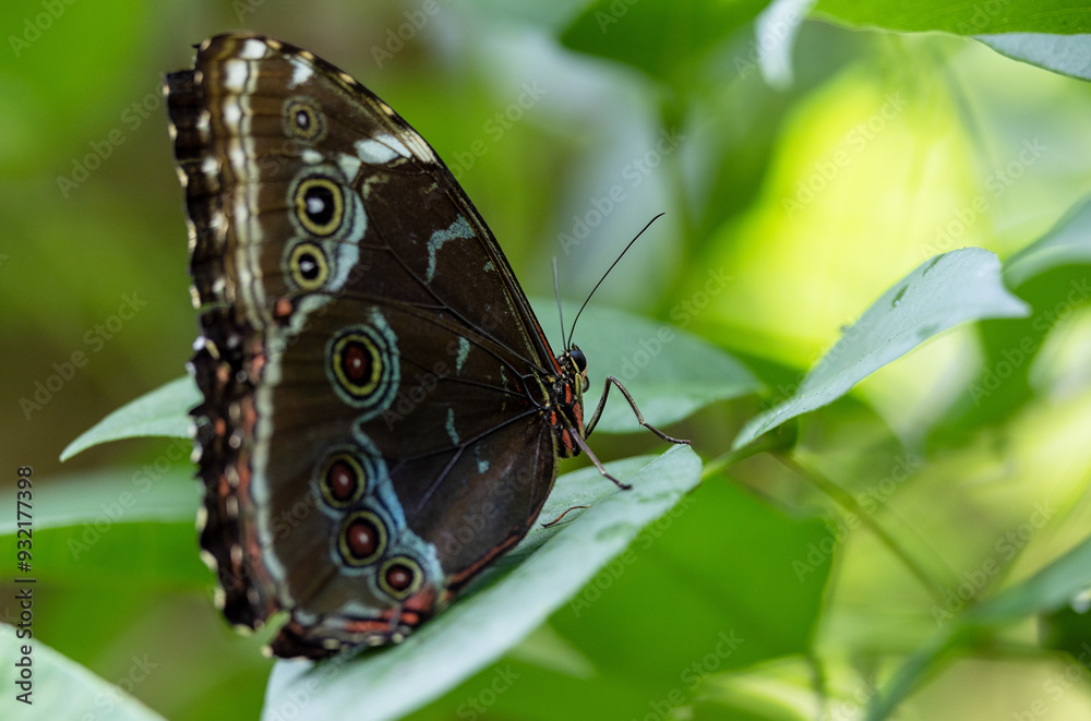 Fototapeta premium Butterfly