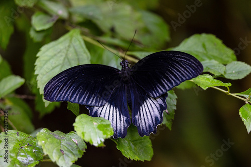 Butterfly photo