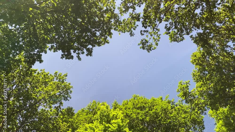 Blue sky copy space surrounded by green forest foliage canopy Blue sky copy space surrounded by green forest foliage canopy