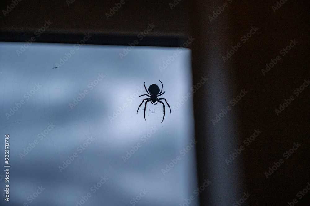 Silhouette of a black widow spider. A large poisonous spider sits on a window, evening time Silhouette of a black widow spider. A large poisonous spider sits on a window, evening time