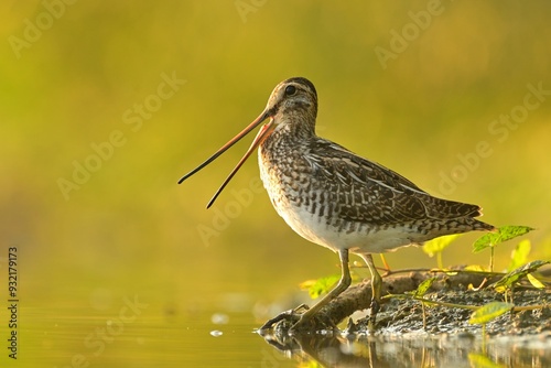Common snipe Gallinago gallinago bird rain water in pond wetland wading shorebirds waders young nature wildlife cute darling, beautiful animal, lovely animal, ornithology, fauna wildlife Europe photo