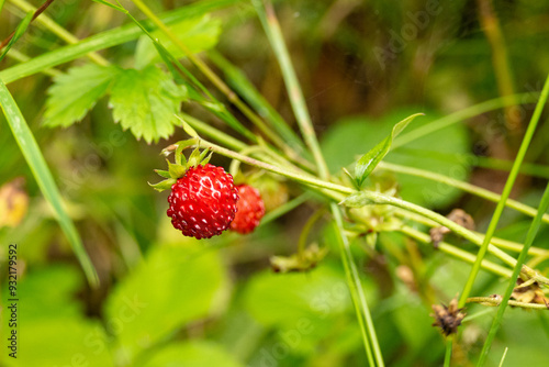 wild strawberry in summer in the Harz mountains