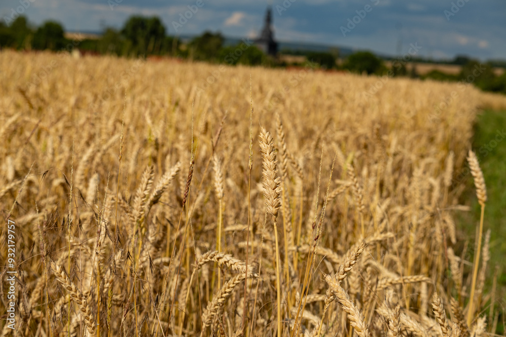 wheat field in the middle of germany in summer wheat field in the middle of germany in summer