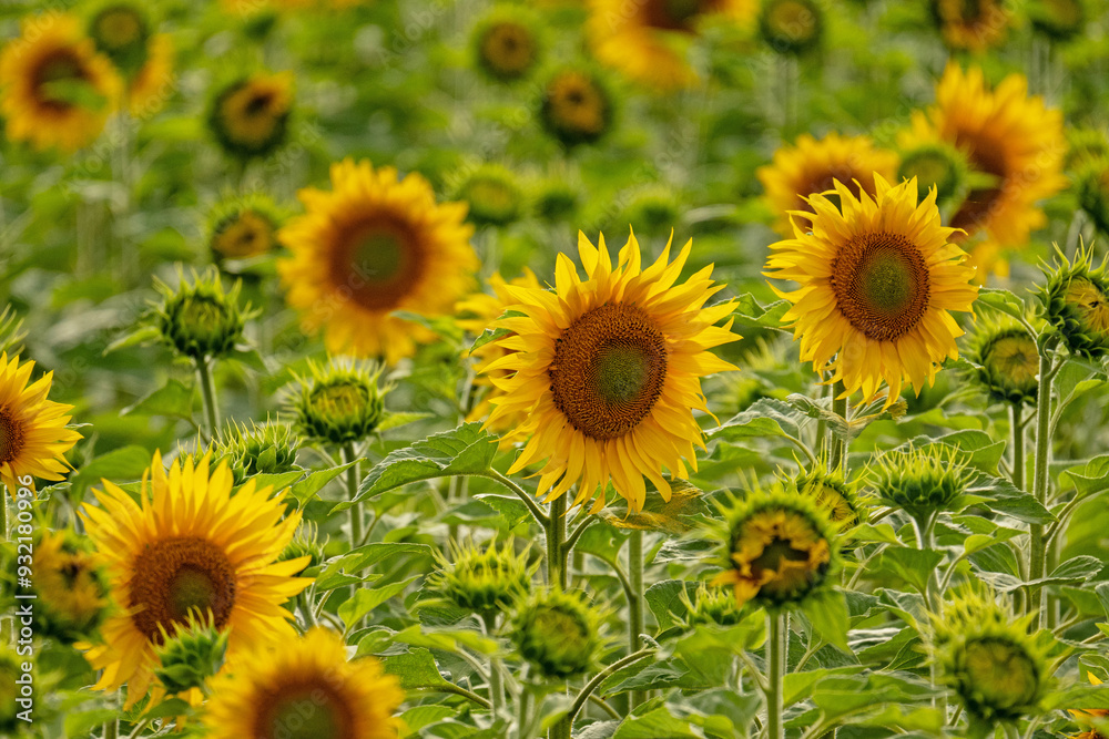 field of flowering sunflowers in summer field of flowering sunflowers in summer