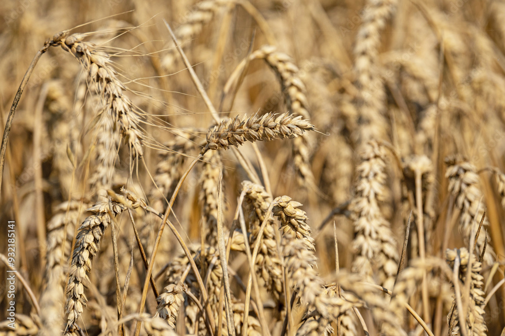 wheat field in the middle of germany in summer wheat field in the middle of germany in summer