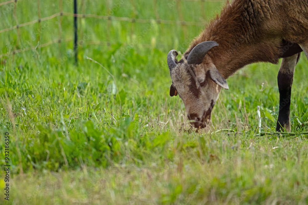 Fototapeta premium goat on a meadow in thuringia