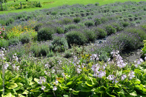 Lavender Fileld in Linthuania photo