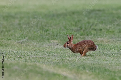 Φωτογραφία Rabbit leaping across a grassy field, captured mid-air on a sunny day