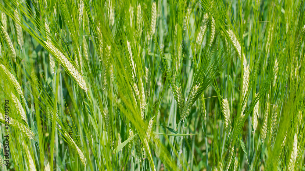 Obraz premium Young Wheat ears illuminated by sunlight. Gorgeous shape of the Wheat spikes. concept of a good harvest in an agricultural field. green spikelets. rye, close-up. green natural background