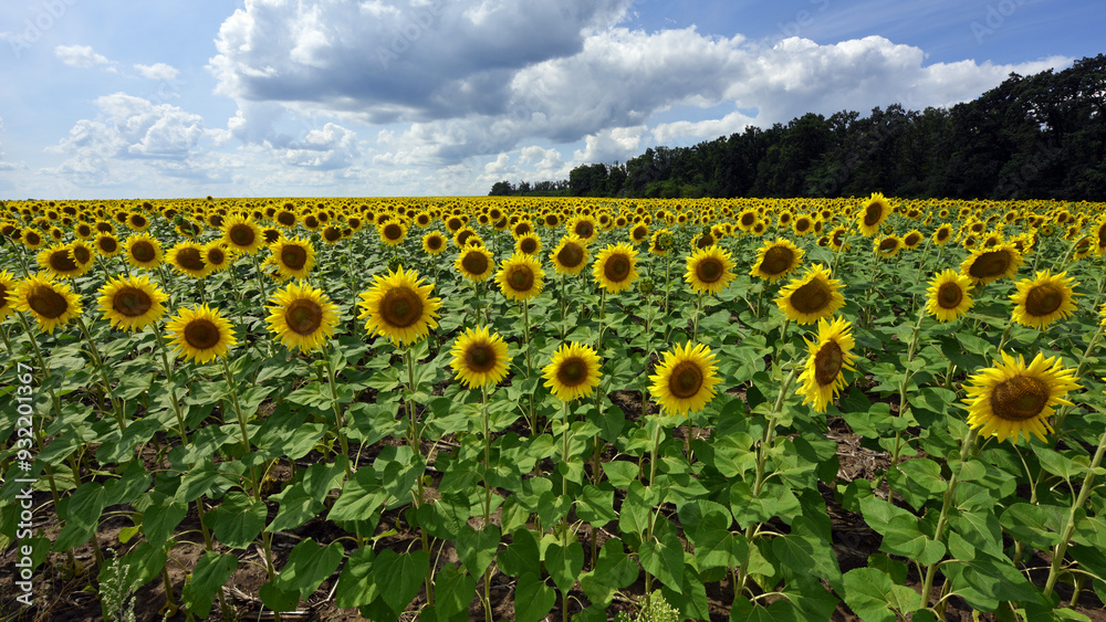 Obraz premium yellow sunflowers in the field. Large sunflower flowers in the sun. Yellow flowers on a farm field and blue sky. Agriculture concept, organic products. Growing seeds for oil. rural area. farmland