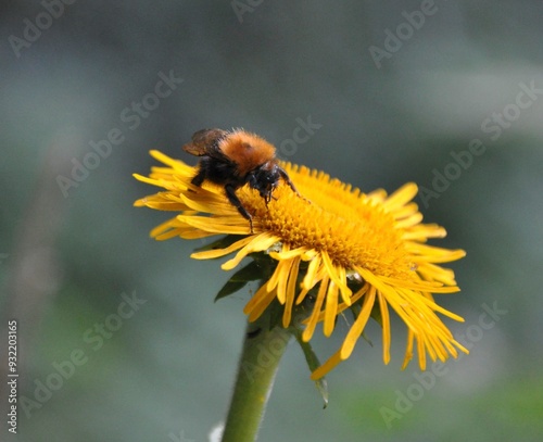 A bumblebee sitting on a dandelion.Bumblebee on dandelion, taraxacum in spring