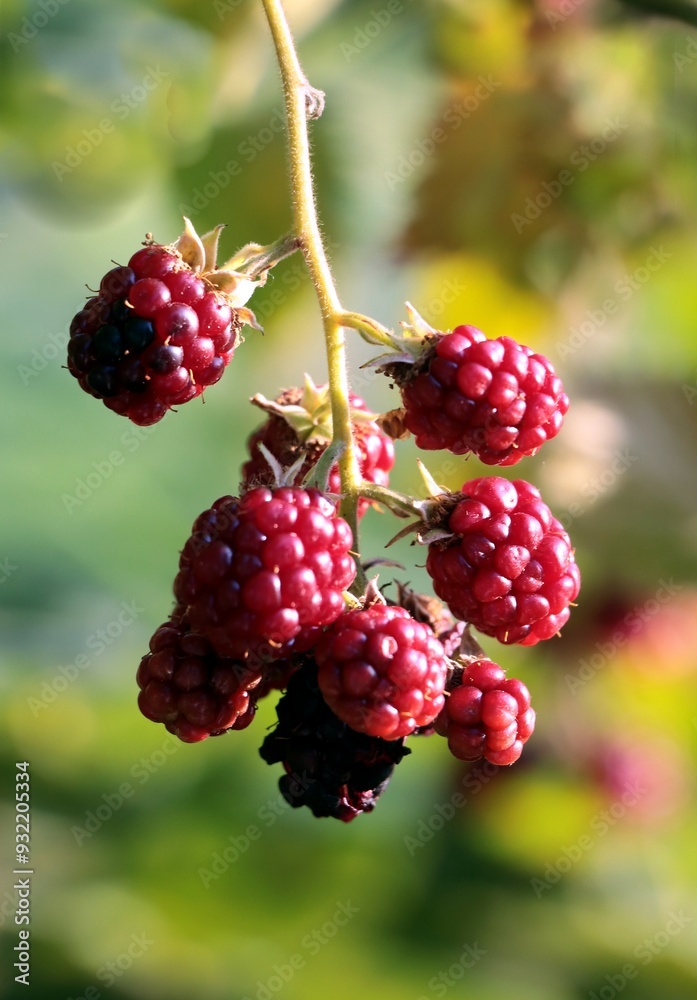 growing fruits of blueberry wild bush close up