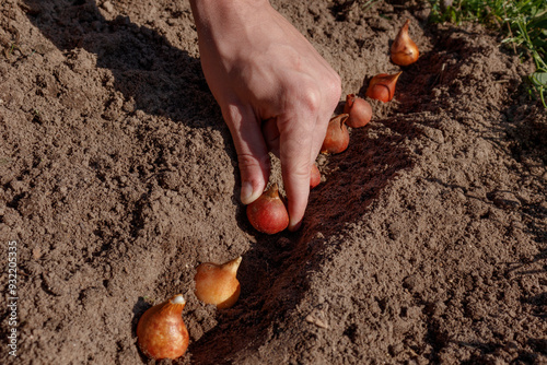 A gardener plants tulip bulbs in the ground in autumn or early spring. Season of work in the garden.