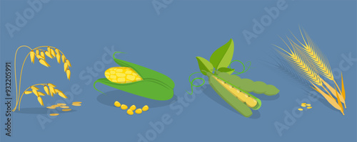 3D Isometric Flat Vector Set of Cereals , Grain Plants