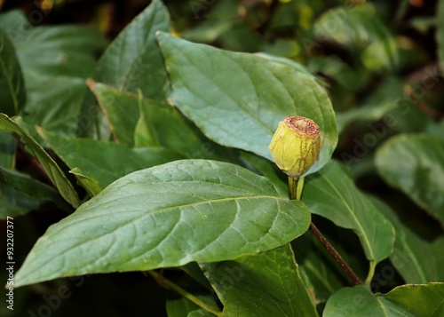 fruits of Calycanthus occidentalis bush after blooming close up photo