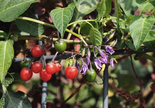 Tableau sur toile Solanum nightshade plant with lila flowers and red berries close up