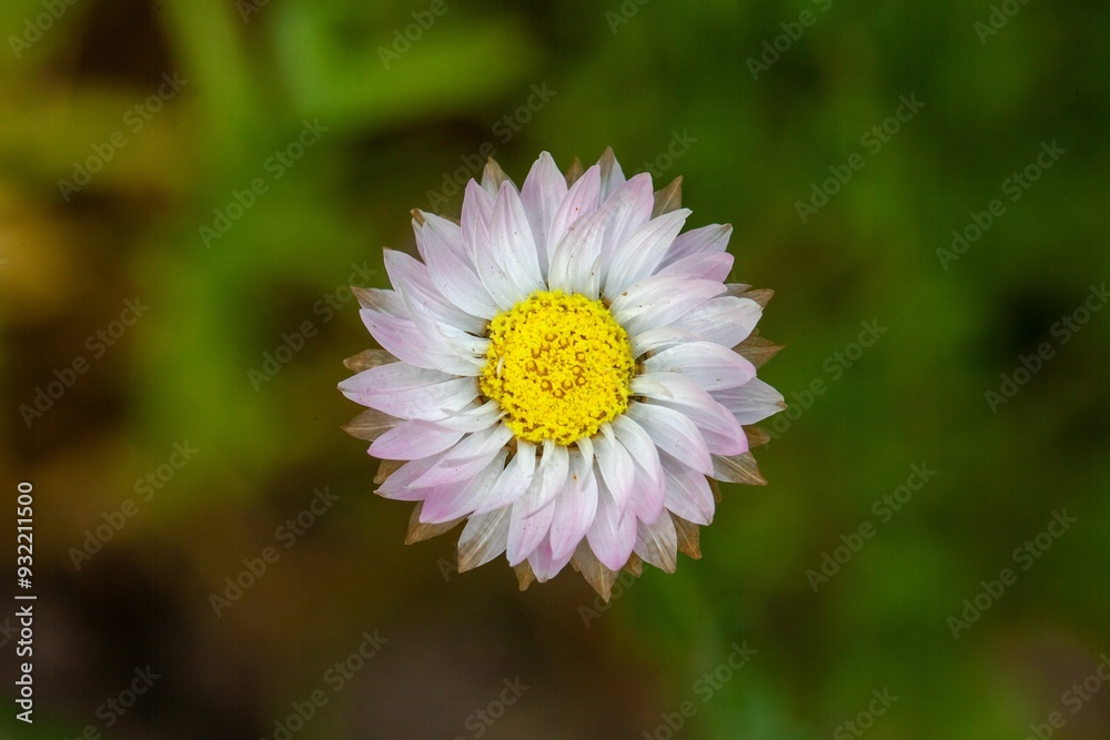 Fototapeta premium Pink and white everlasting, Rhodanthe chlorocephala