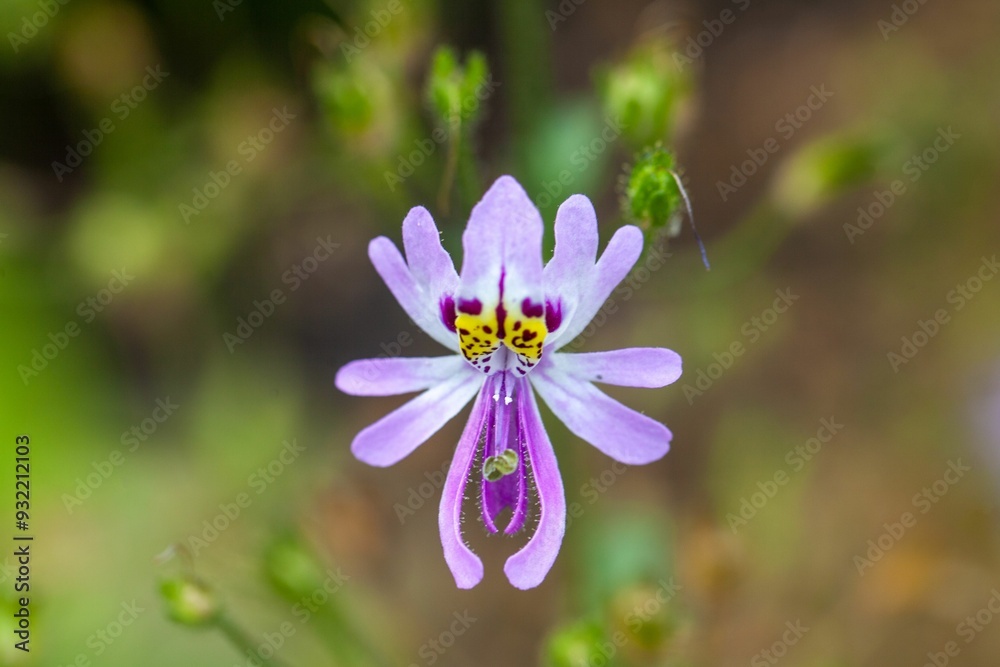 Butterfly flower, Schizanthus pinnatus Butterfly flower, Schizanthus pinnatus