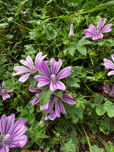 pink flowers in the garden