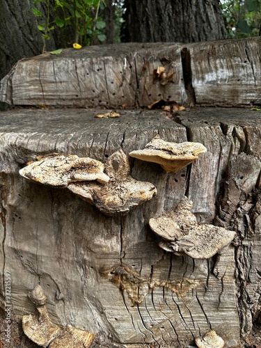mushroom groriwng on the tree trunk