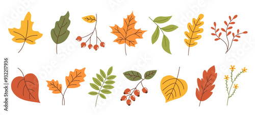 Set of various autumn leaves and berries in simple flat style