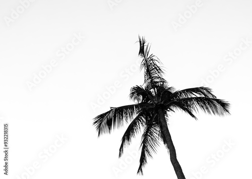 black and white silhouette photography of coconut trees